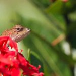 Living Expenses in Nicaragua - A Guide for Expats and Retirees