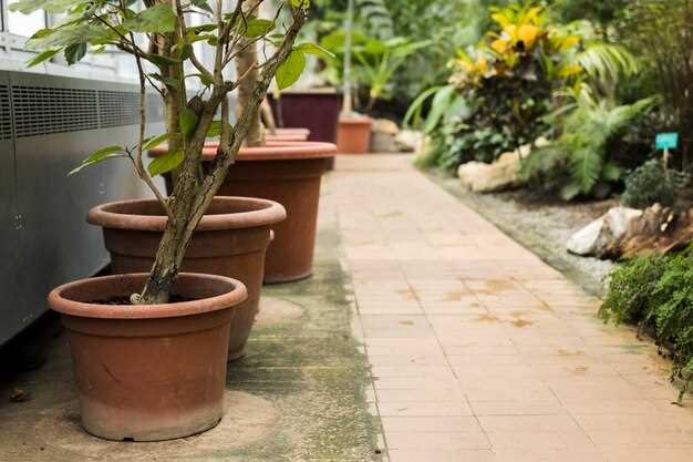 Small Garden Ideas for Nicaragua - Maximizing Your Space