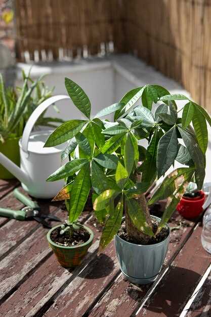 Small Garden Ideas for Nicaragua - Maximizing Your Space