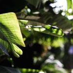 Small Garden Ideas for Nicaragua - Maximizing Your Space