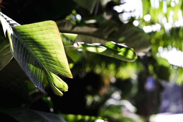 Tropical Plants for Your Nicaraguan Garden: A Guide to Lush Landscaping