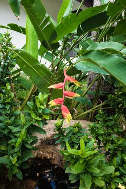 Tropical Plants for Your Nicaraguan Garden - A Guide to Lush Landscaping Tropical Plants for Your Nicaraguan Garden - A Guide to Lush Landscaping